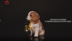 Solar Garden Puppy Spaniel with Lantern