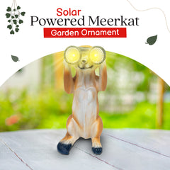 Solar powered Meerkat with light up Binoculars