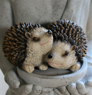 Pair of Baby Hedgehogs