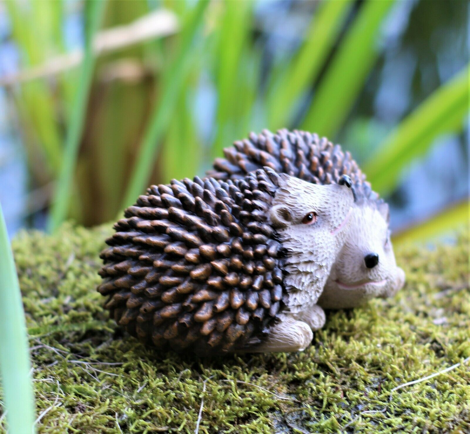 Pair of Baby Hedgehogs