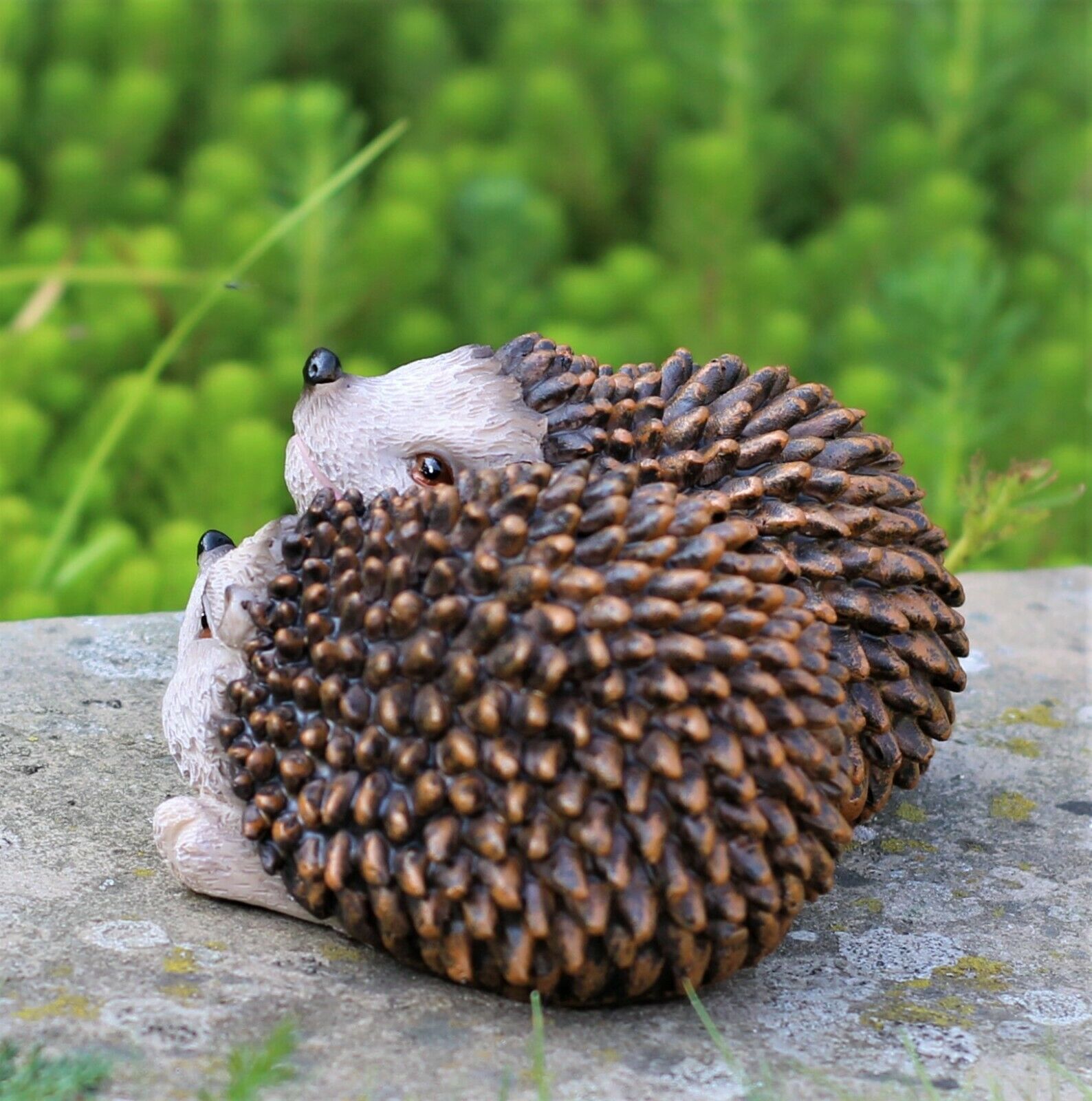 Pair of Baby Hedgehogs