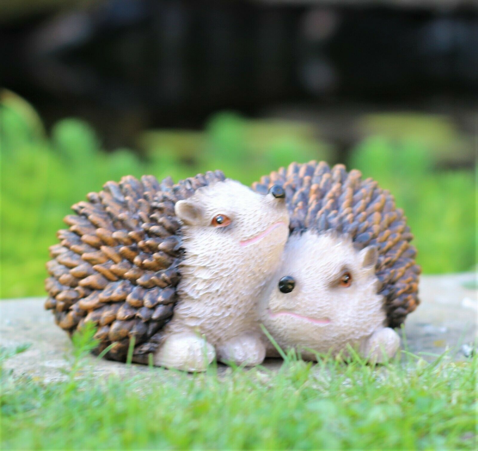 Pair of Baby Hedgehogs