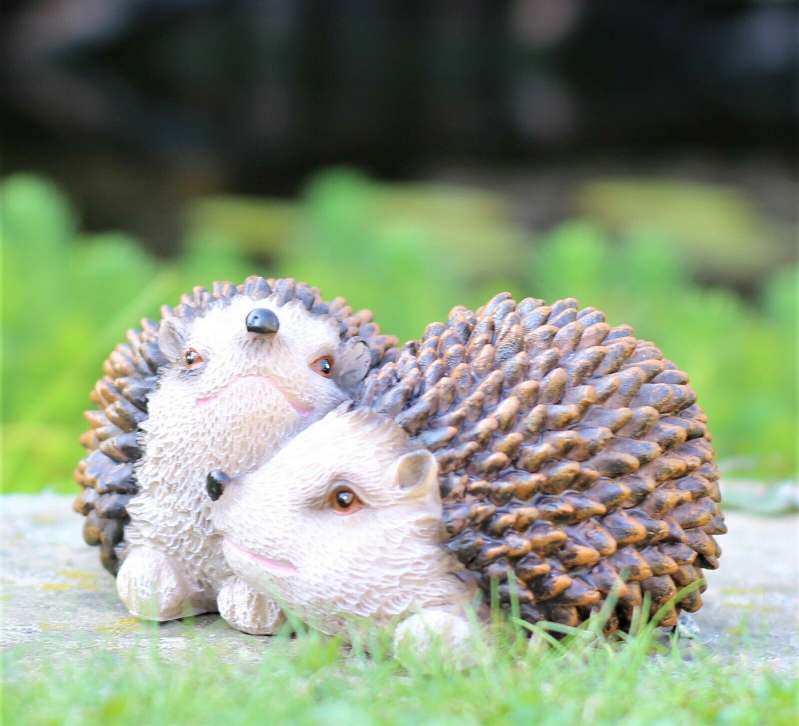 Pair of Baby Hedgehogs