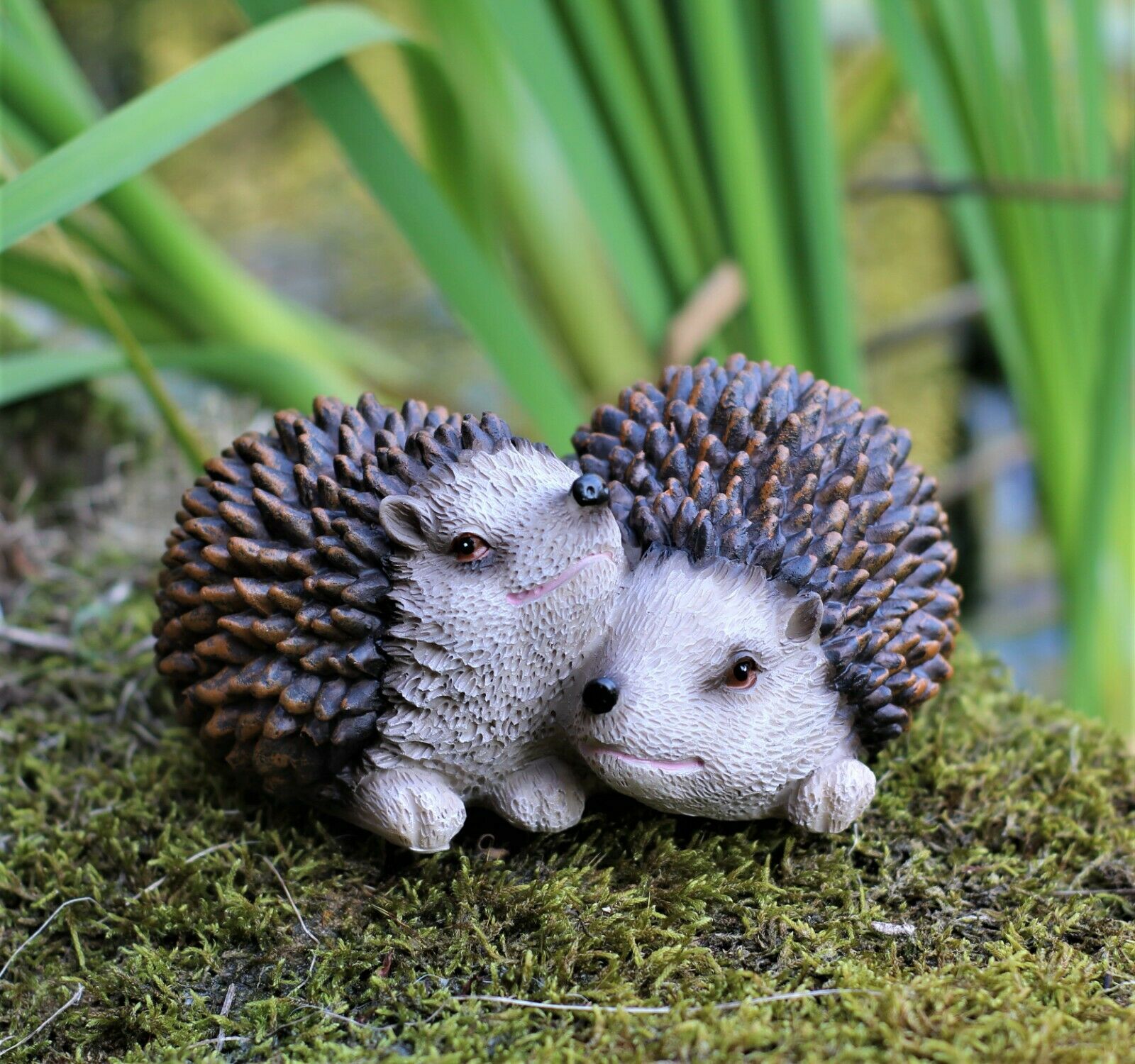 Pair of Baby Hedgehogs