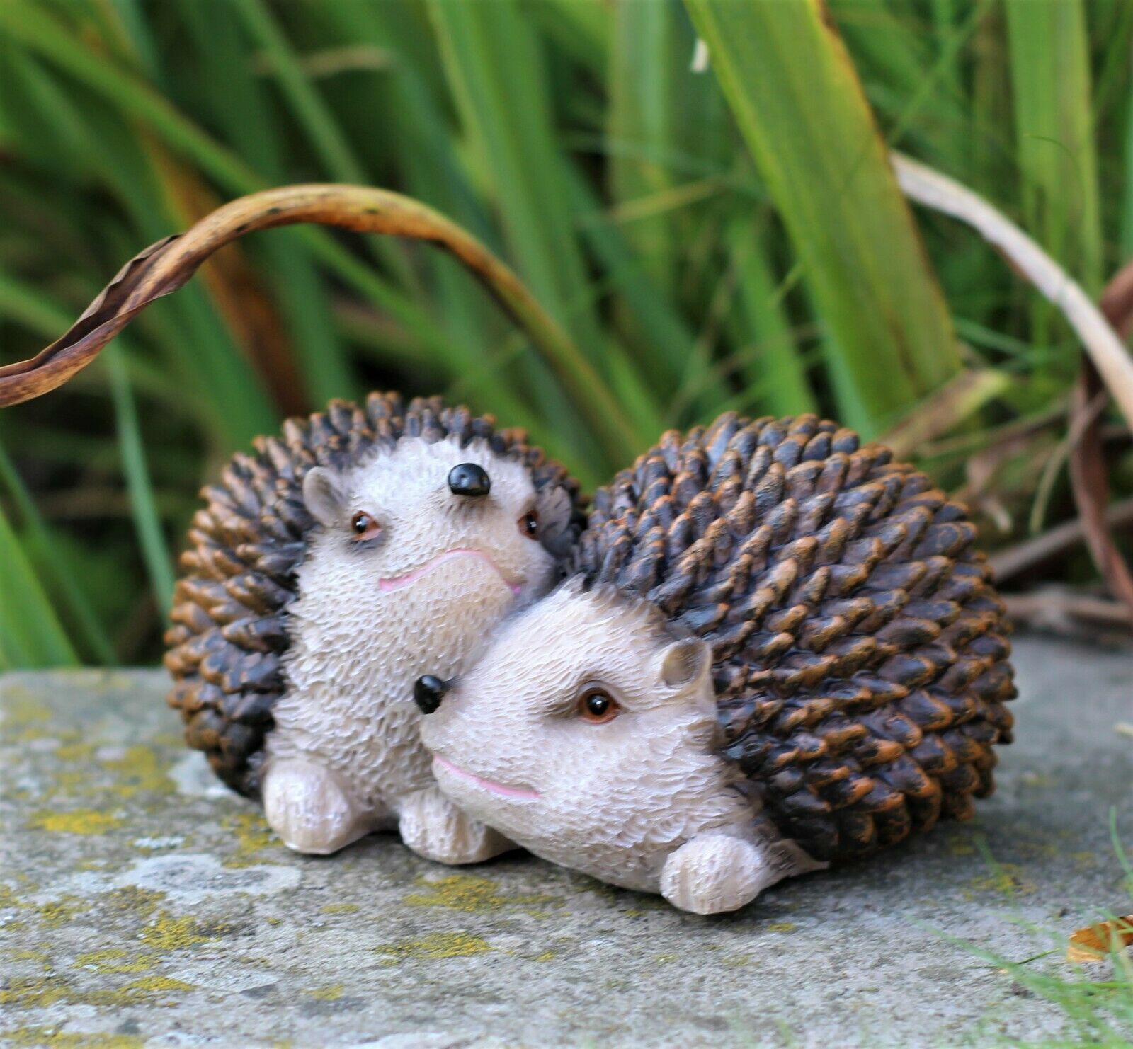 Pair of Baby Hedgehogs