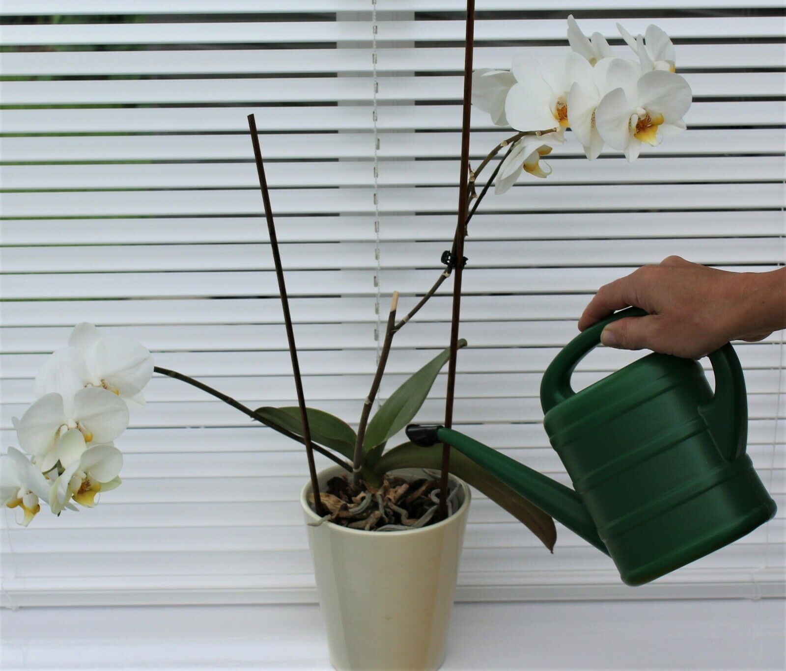 Small Green Watering Can With Rose