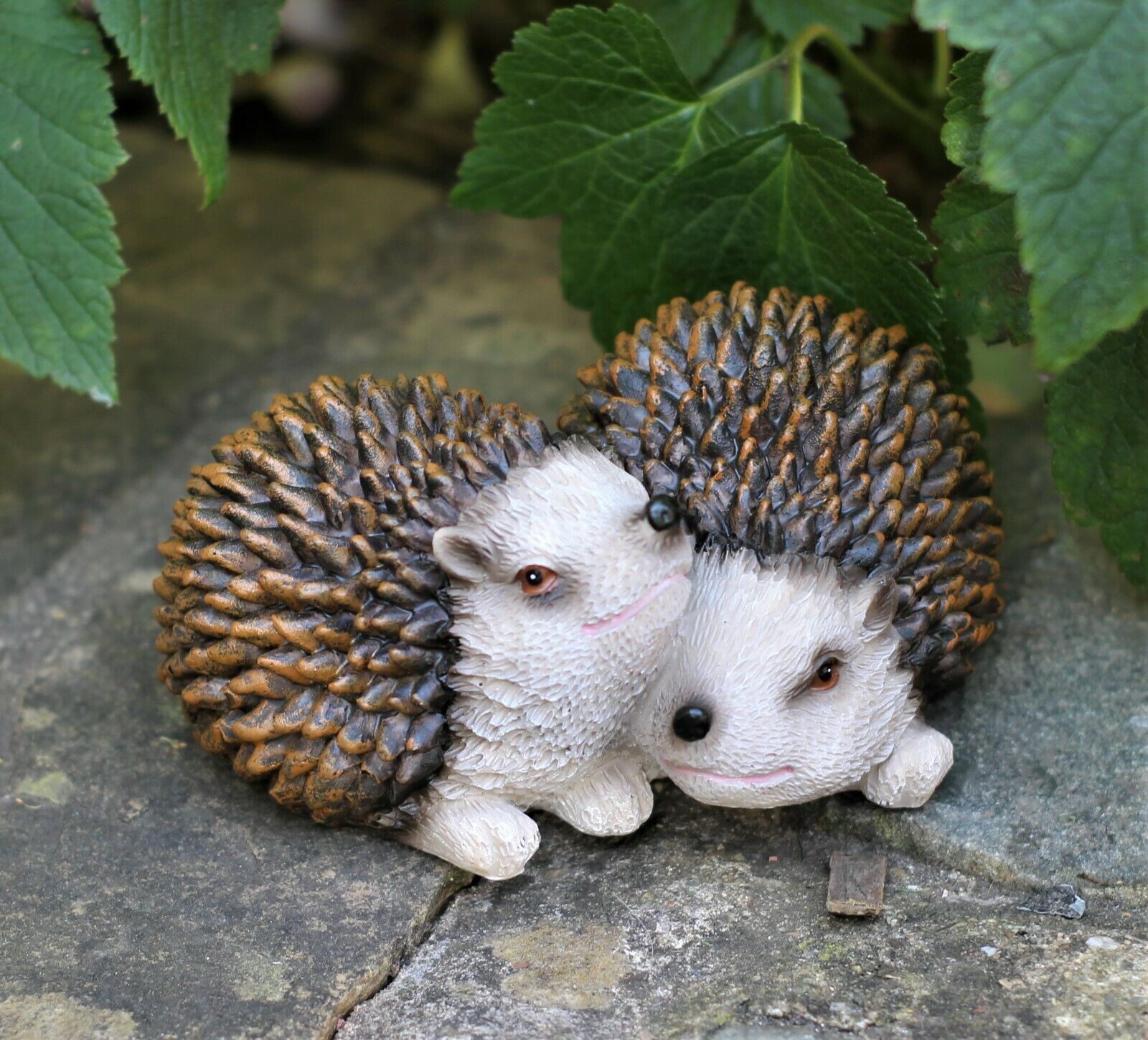 Pair of Baby Hedgehogs