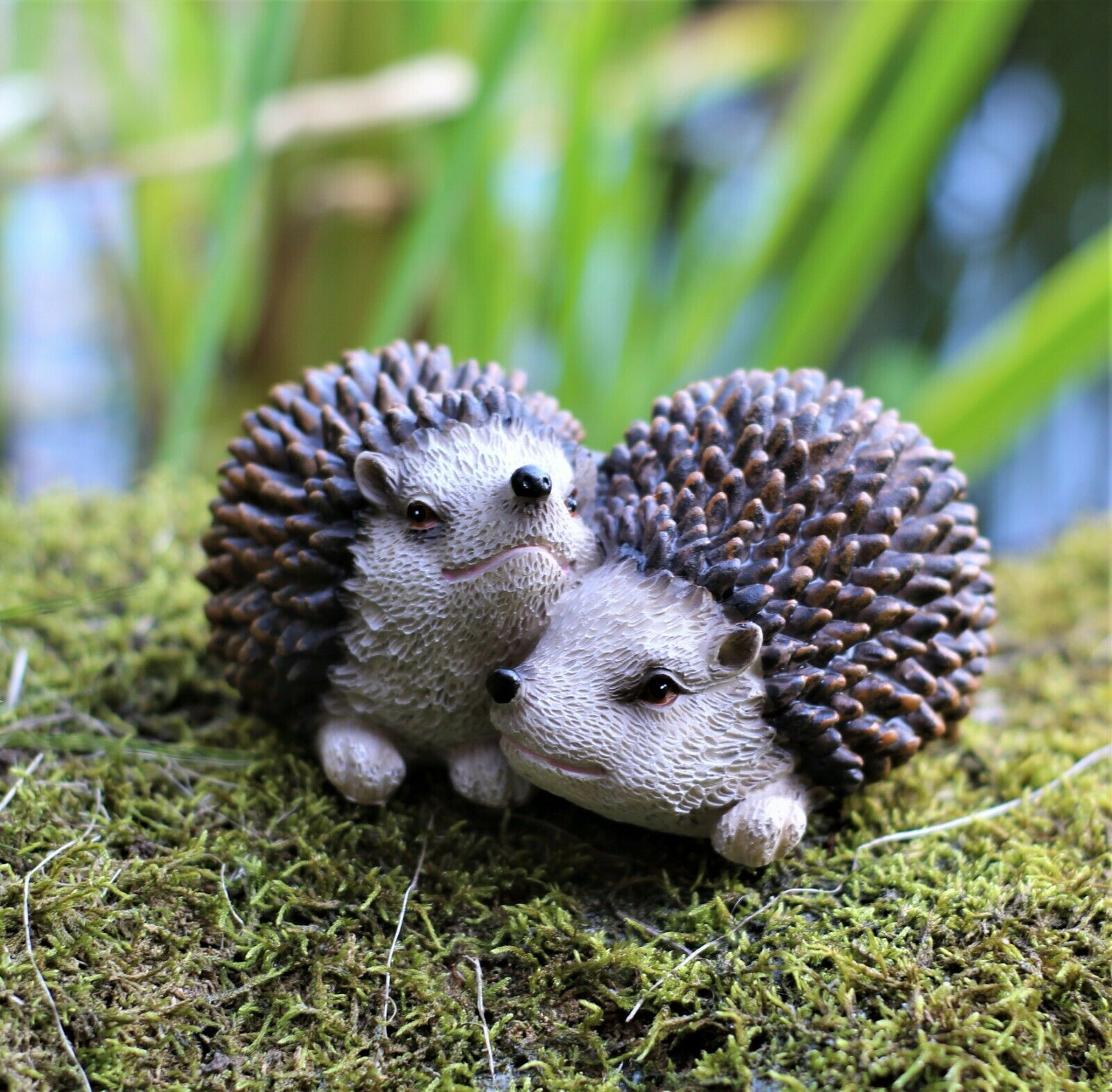 Pair of Baby Hedgehogs