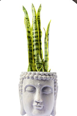 Buddha Head Planter